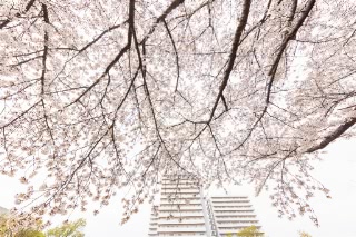 「ソメイヨシノ(染井吉野)」のサムネイル画像