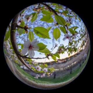 「ソメイヨシノ(染井吉野)」のサムネイル画像