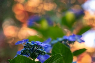 「ガクアジサイ(額紫陽花)」のサムネイル画像