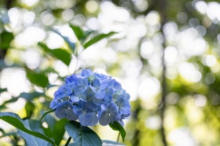 「アジサイ」のサムネイル画像