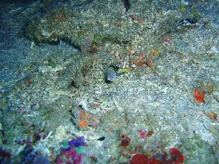 「無題」のサムネイル画像