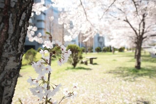 「ソメイヨシノ(染井吉野)」のサムネイル画像