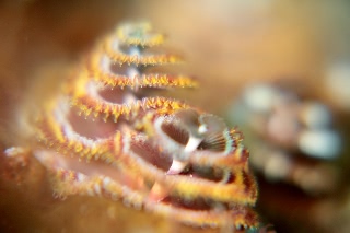 「イバラカンザシ(Christmas tree worm)」のサムネイル画像