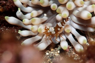 「イソギンチャクモエビ」のサムネイル画像