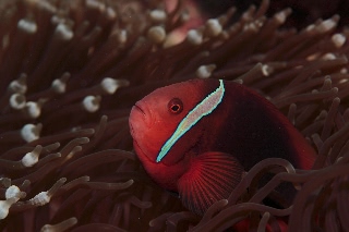 「ハマクマノミ」のサムネイル画像