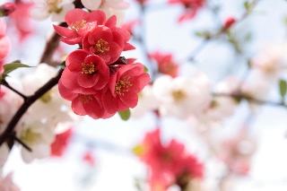 「ボケ」のサムネイル画像