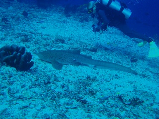 「トラフザメ(Zebra shark)」のサムネイル画像