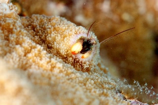 「カンザシヤドカリ(Coral Hermit Crab)」のサムネイル画像
