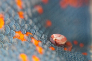 「ホテイウオ(ゴッコ)」のサムネイル画像