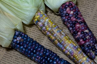 「レインボーコーン(虹色トウモロコシ,七色トウモロコシ,グラスジェムコーン,ジュエリーコーン)」のサムネイル画像