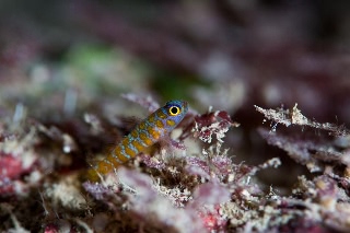 「アオベニハゼ」のサムネイル画像