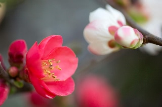 「ボケ」のサムネイル画像