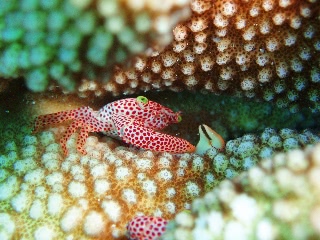 「オオアカホシサンゴガニ」のサムネイル画像