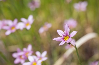 「ニワゼキショウ」のサムネイル画像