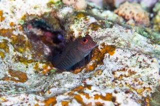 「無題」のサムネイル画像