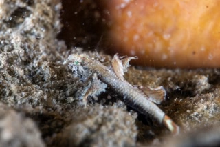 「ホムラダマシ」のサムネイル画像