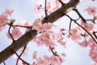 「カワヅザクラ(河津桜)」のサムネイル画像