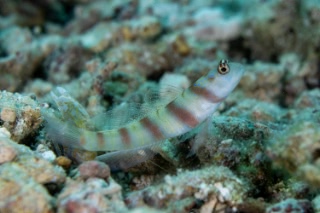 「無題」のサムネイル画像