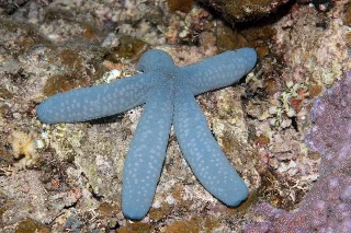 「アオヒトデ」のサムネイル画像