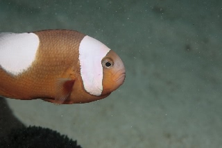 「トウアカクマノミ」のサムネイル画像