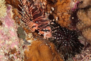 「キリンミノ」のサムネイル画像