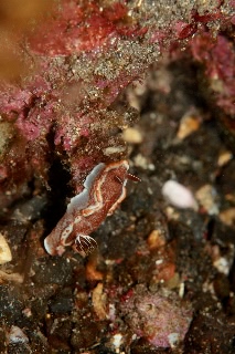 「キャラメルウミウシ」のサムネイル画像