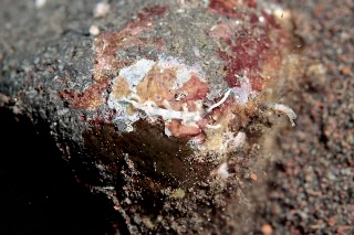 「ウミウシの仲間」のサムネイル画像