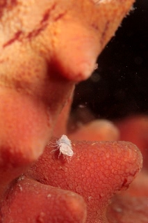 「ソメワケウミクワガタ」のサムネイル画像