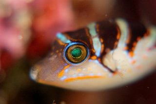 「ハナキンチャクフグ」のサムネイル画像