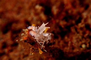 「フリソデエビ(Harlequin shrimp)」のサムネイル画像