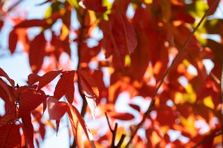 「ハゼノキ(黄櫨の木,櫨の木)」のサムネイル画像