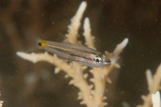 「無題」のサムネイル画像