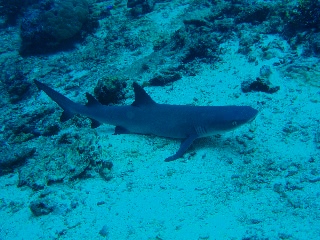 「ネムリブカ(Whitetip reef shark)」のサムネイル画像