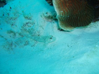 「ハタタテシノビハゼ」のサムネイル画像