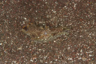 「ウミウシの仲間」のサムネイル画像