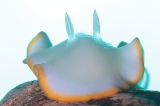 「グロッソドーリス・エレクトラ」のサムネイル画像