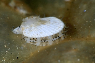 「ホタテガイ」のサムネイル画像