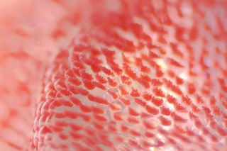 「ミカドウミウシ(Spanish Dancer)」のサムネイル画像