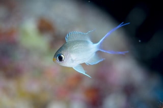 「マルスズメダイ」のサムネイル画像