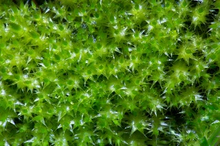 「コケの仲間」のサムネイル画像