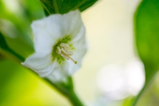 「ホオズキ」のサムネイル画像