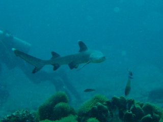 「ネムリブカ(Whitetip reef shark)」のサムネイル画像