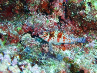 「サラサゴンベ(Coral Hawkfish)」のサムネイル画像