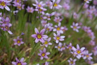 「ニワゼキショウ」のサムネイル画像