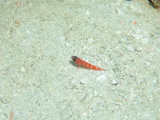 「ハゼの仲間」のサムネイル画像