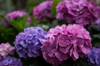 「アジサイ」のサムネイル画像