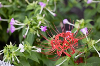 「ヒガンバナ」のサムネイル画像