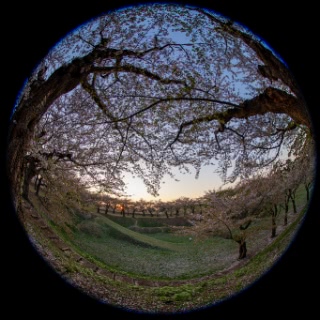 「ソメイヨシノ(染井吉野)」のサムネイル画像