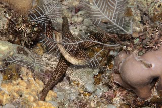 「ヒトデの仲間」のサムネイル画像