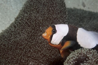 「トウアカクマノミ」のサムネイル画像